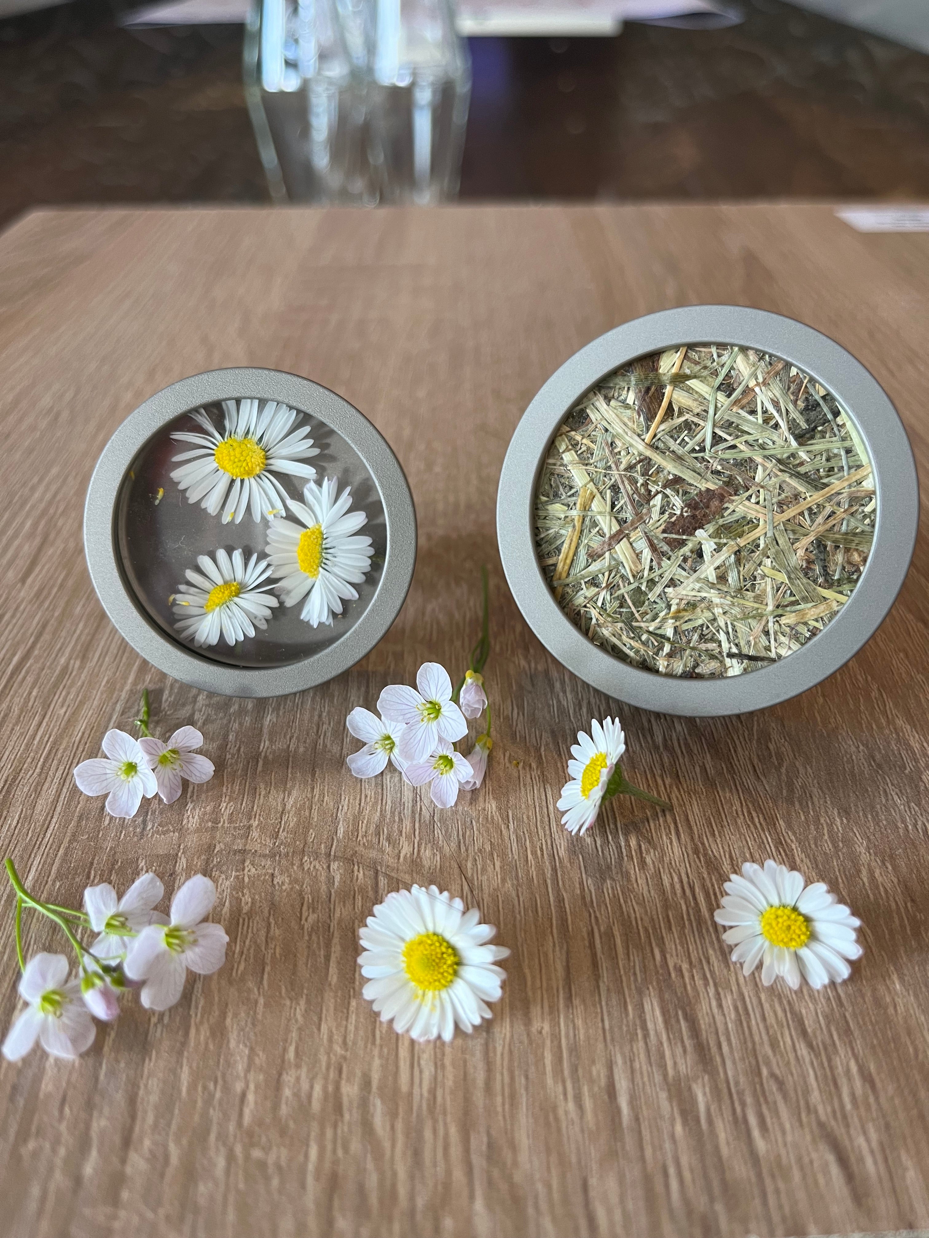 Frühlingsduft im Haus - die